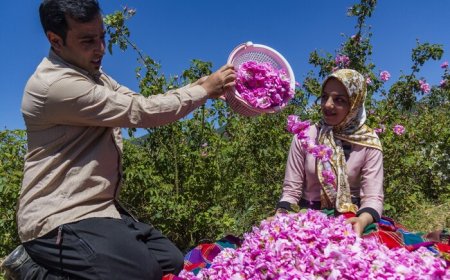 آیا دشت گل محمدی لایزنگان داراب ثبت جهانی می‌شود