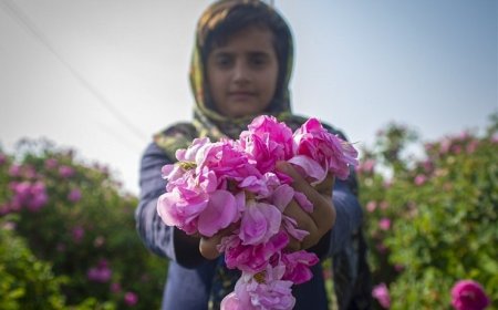 هشتم اردیبهشت ، روزی برای میمند