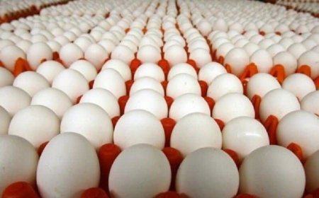 صادرات ۲۰ هزار تن تخم مرغ در فروردین امسال