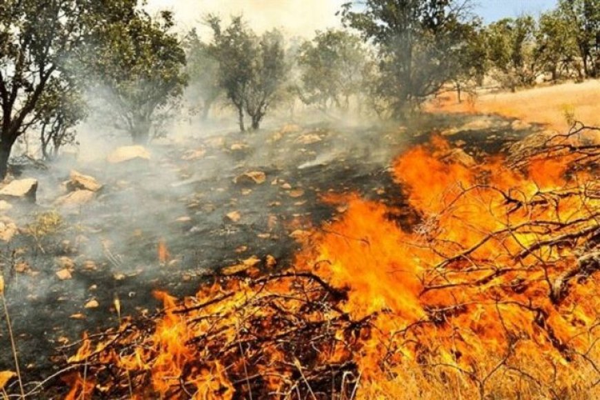 آتش بی توجهی به دامان طبیعت