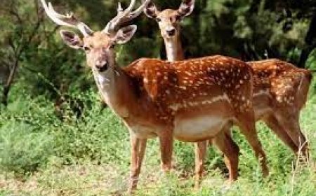 رایزنی و نشست کارشناسی برای افزایش ضریب حفاظت گوزن زرد در ارسنجان