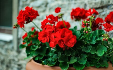 گل‌هایی که در تمام سال شکوفا می‌شوند
