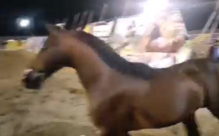 مسابقات جشنواره  اسب سواری عرب ،  رده آماتور در شهر لپویی زرقان برگزار شد
