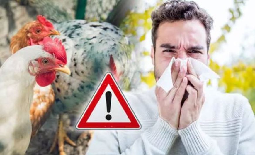 برای پاندمی جدید آماده هستید؟ | سویه جدید آنفولانزای پرندگان با پیش‌بینی صد‌ها میلیون کشته در راه است