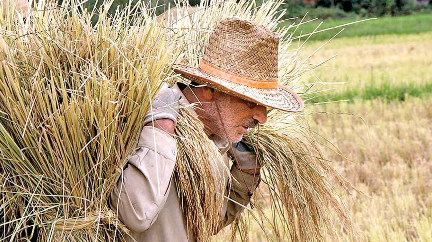 خرید تضمینی گندم از ۵.۱ میلیون تن گذشت/ پرداخت ۴۱.۲ همت از پول گندمکاران