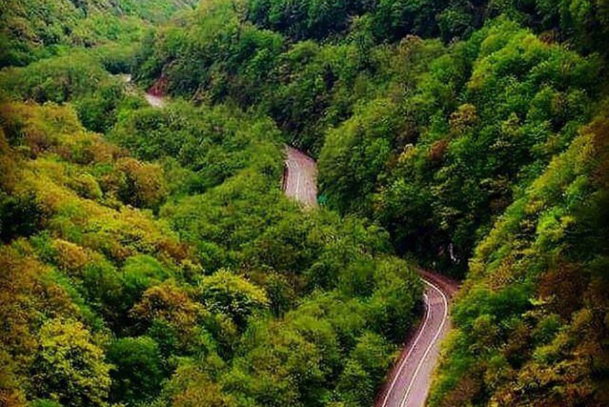 بانک جهانی: مساحت جنگل های ایران ۱۵ درصد رشد کرد