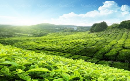آغاز صادرات چای ایرانی به ۲۳ کشور