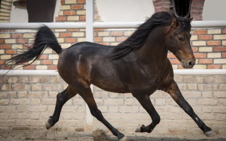 اسب کاسپین ایرانی در راه یونسکو