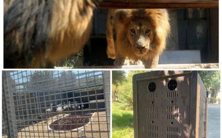 باغ وحش صفادشت فعلا فعالیت نمی‌کند