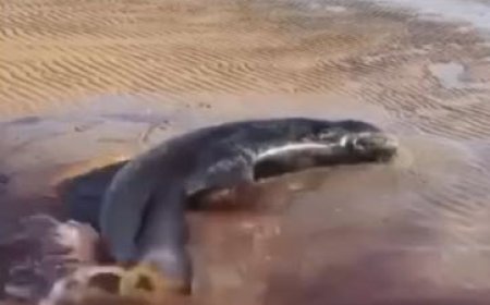 دلفین زخمی در ساحل روستای نقاشهٔ قشم توسط جوانان صیاد نجات پیدا کرد