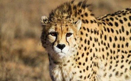 انتقال تاکسیدرمی یوز از اتاق معاون رئیس‌جمهور