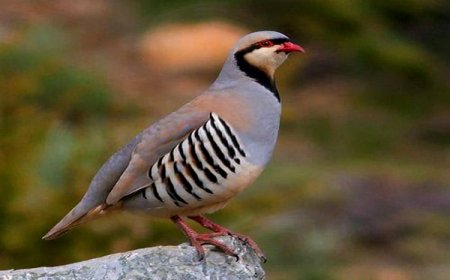 کبک ها در ارسنجان به سفره ضیافت نرسیدند