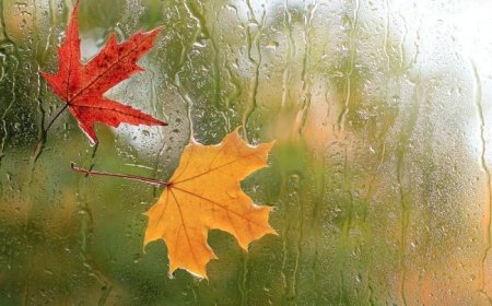 برف و باران در راه فارس / دمای هوا کمی افزایش می‌یابد