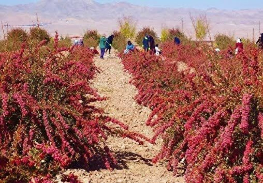 حال ناخوش زرشک‌ کاران خراسان جنوبی دست و دل های خراشیده زرشک کاران از تولید