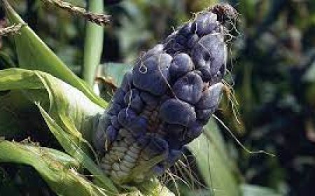سیاهک ذرت؛ وقتی بیماری به یک غذای خوشمزه تبدیل می شود!
