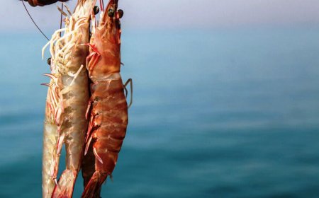 بوشهر برای بازگشت به تولید ۴۰ هزار تن میگوی پرورشی برنامه‌ دارد
