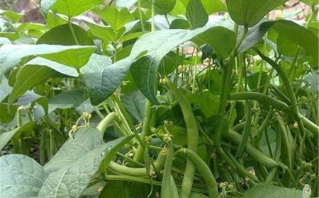 برداشت لوبیا سبز از زمین‌های کشاورزی منطقه توکهوروهشتبندی