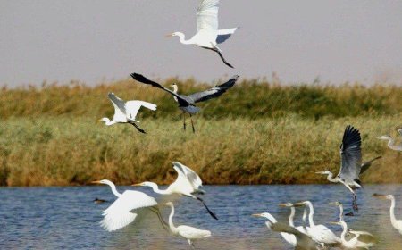 بوشهر میزبان ۱۲۰ گونه پرنده مهاجر می‌شود