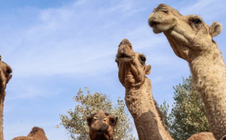 بی‌توجهی ساربان شتران و مرگ تدریجی تالاب بین‌المللی هامون
