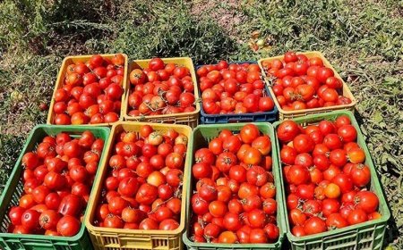 برداشت ۶۰ هزار تن گوجه‌فرنگی از مزارع استان بوشهر