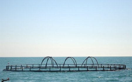 ضرورت رسیدن به ظرفیت ۴ میلیون تن پرورش ماهی در قفس