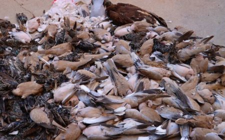مسمومیت گسترده پرندگان در روستای «ام‌الطمیر» اهواز/ هشدار انتقال لاشه‌های مسموم به بازار
