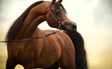 خوزستان جایگاه بسیار خاصی در صنعت اسب دارد/ این صنعت را به روستاها برده‌ایم