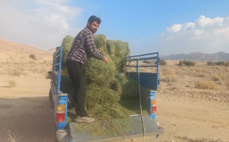 منطقه هرمود   بهره مند از کمک های خیر طبیعت دوست  گراشی
