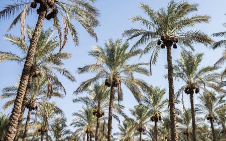 گل‌دهی خارج از فصل نخل‌ها در بوشهر؛ تولید و کیفیت محصول در معرض تهدید