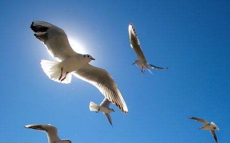 عکس| میهمانان زمستانه شیراز