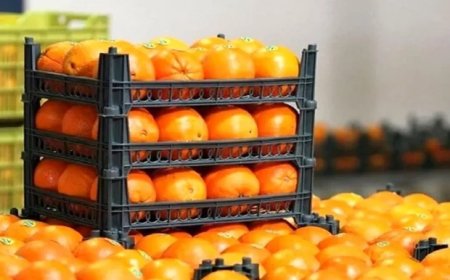 آغاز توزیع میوه تنظیم بازار شب عید در کهگیلویه و بویراحمد