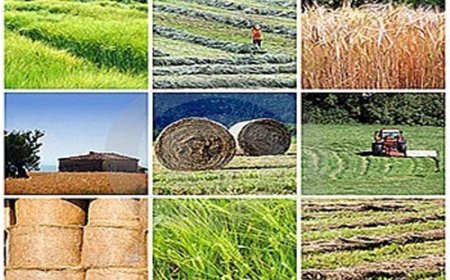 انبارهای تعاون روستایی هرمزگان فرسود‌ه‌اند!