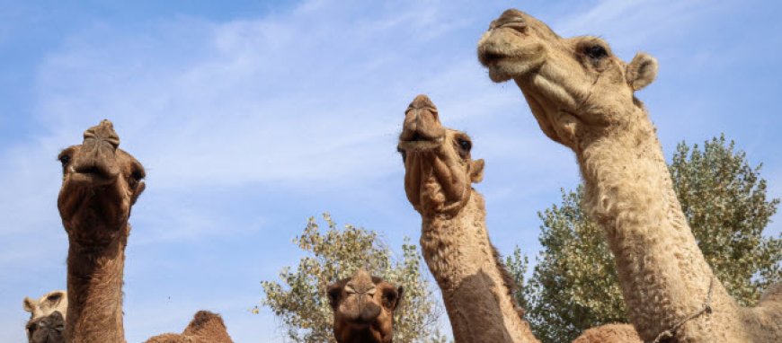 بی‌توجهی ساربان شتران و مرگ تدریجی تالاب بین‌المللی هامون