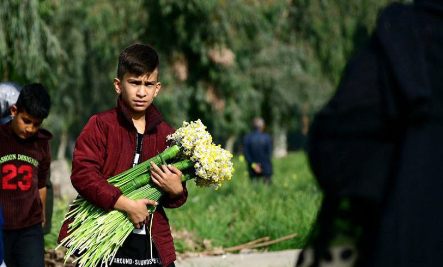 برداشت گل نرگس در بهبهان