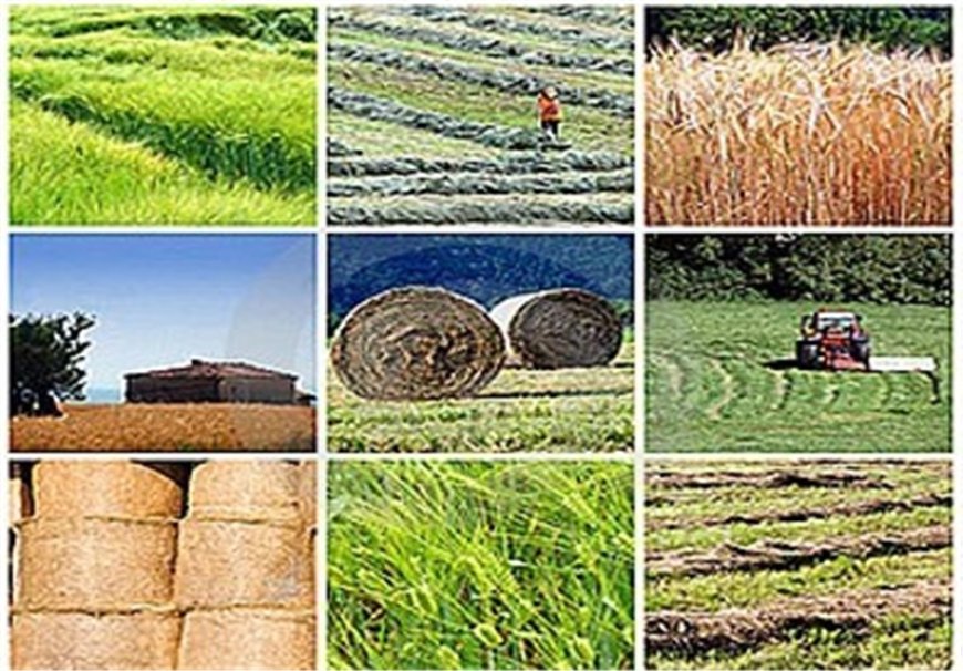 انبارهای تعاون روستایی هرمزگان فرسود‌ه‌اند!