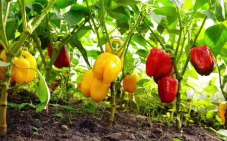 برداشت فلفل رنگی از گلخانه‌های شهرستان میناب
