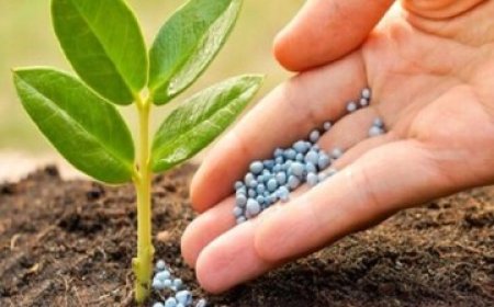 اختصاص بیش از۶ هزار تن کود فسفاته و پتاسه یارانه ای در کهگیلویه و بویراحمد