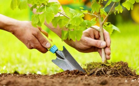اجرای طرح یکشنبه‌های سبز در اهواز