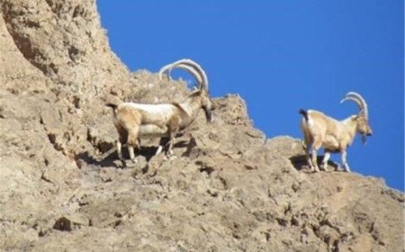 خطر کم آبی و حیات وحش تشنه کهگیلویه وبویراحمد