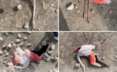 قتل فلامینگوها با تفنگ ساچمه ای در فارس