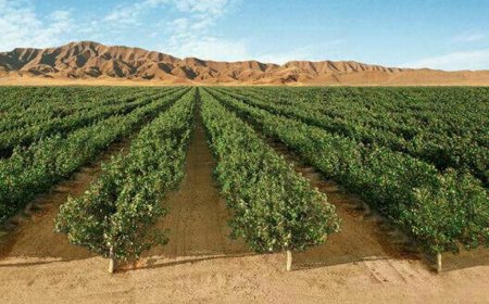 باغداران از مراکز مجاز نهال تهیه کنند/ تولید ۲ میلیون نهال در کهگیلویه و بویراحمد