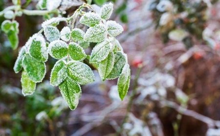 سرمازدگی باعث خسارت به ۵۰درصد محصولات کشاورزی بوشهر شد