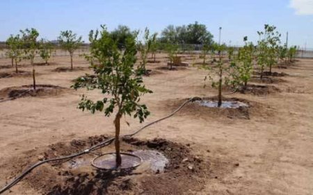 کاشت ۱۰۰ اصله نهال مثمر در بشاگرد