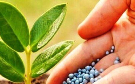 توزیع ۱۹ هزار و ۸۷۰ تن انواع کود کشاورزی در استان بوشهر