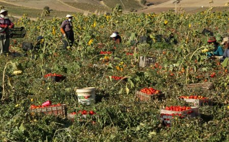 قیروکارزین فارس و کاشت محصولات نوبرانه