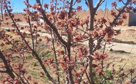 خسارت سرمازدگی بهاره به باغ‌های آباده استان فارس 