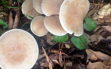 یک مقام بهداشتی فارس تاکید کرد: شهروندان از مصرف قارچ های وحشی بپرهیزند