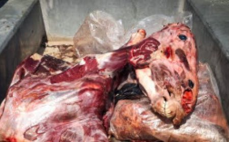 کشف گوشت اسب قبل از رسیدن به بازار در آبادان