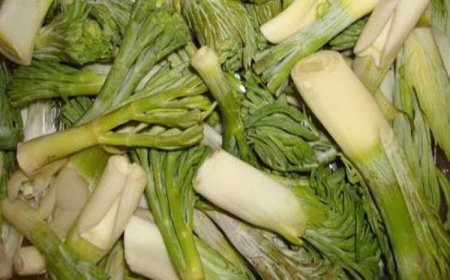 بوته کنی بی رحمانه گیاهان خوراکی تهدید جدی زیست محیطی در کهگیلویه و بویراحمد
