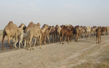 آغاز کوچ بهاره عشایر پرورش دهندگان شتر از جنوب فارس